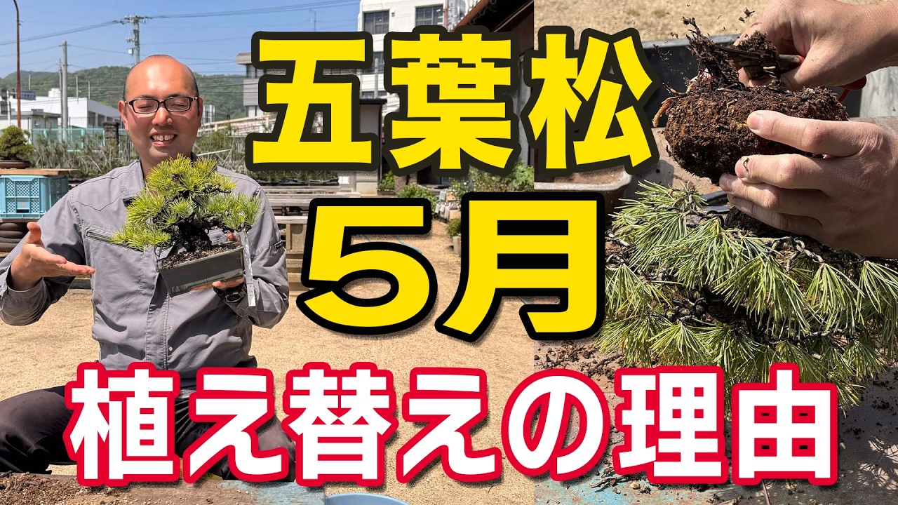 五葉松の植え替えで失敗しないために|5月に植え替える理由と実演解説