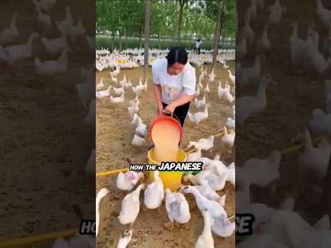 The Amazing Japanese