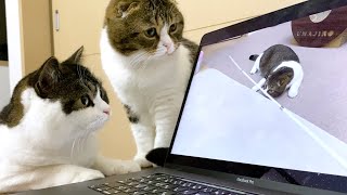 動画の編集をしていたら、親子猫がチェックしてくれましたw