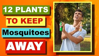12 PERFECT PLANTS TO KEEP MOSQUITOES AWAY
