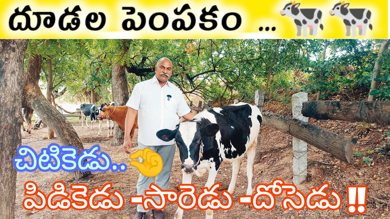 #dairy దూడల పెంపకం..!లాభాల బాటలో నడవాలి అంటే దూడల పెంపకం ముఖ్యమైంది!!#calf#dairyfarm#sureshagritalks