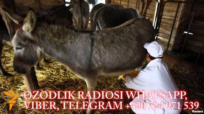 Plyajda qizlarga erkalash