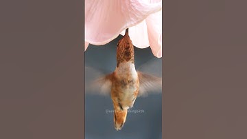 Subscribe for daily hummingbird videos #hummingbird