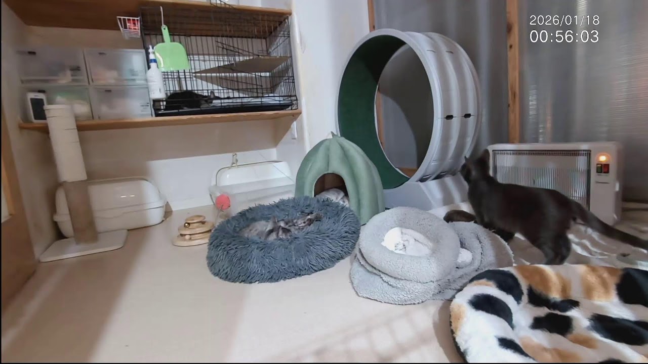 お見合い＆授業参観□子猫中猫+α □子猫室ライブ □ 20260117 13：00