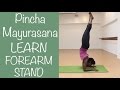 Yoga Pose: Forearm Stand Balancing in Center of The Room (Pincha Mayurasana)