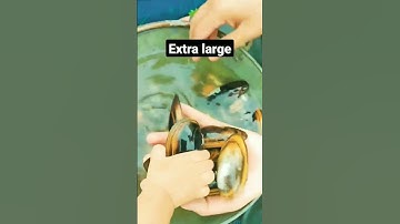 clamshell cleaning process