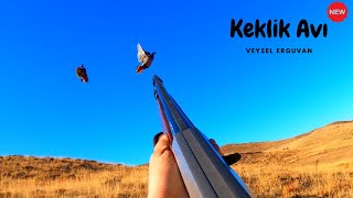 Keklik Avıpartridge Huntpartridge And Rabbit Huntsche À La Perdrix Et Au Lapini̇ngiliz Pointer