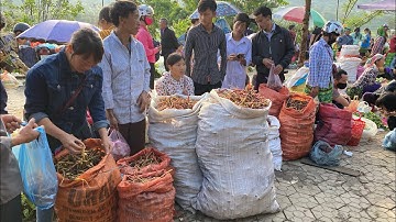 Chợ Phiên Độc Lạ Thảo Dược Tình Yêu Bán La Liệt | Miền núi tây bắc