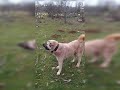 Kangallar Kangal köpekleri