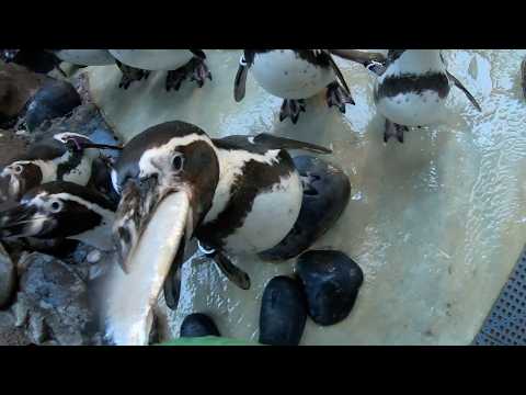 Watch Adorable Penguins Swallow Fish Whole