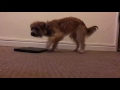 Kheva closes laptop Pyrenean Sheepdog Tricks の動画、YouTube動画。