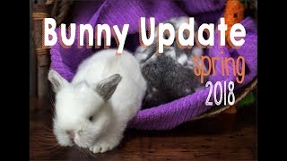 Bunny Update - Spring 2018 Rabbitry Tour