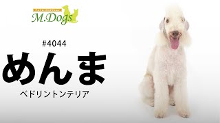 ペットモデル #4044 ベドリントンテリア「めんま」