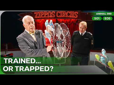 Checking on the Performing Budgies | Animal 999 | Season 1 Episode 5