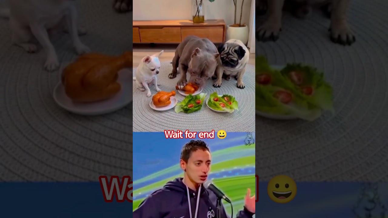 last me dekho dog ne kya kiya 😀😀 #viral #trending #short feed #short #comedy video #fyp #humor #fun
