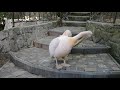 Пеликаны ялтинского зоопарка "Сказка"! Pelicans of the Yalta zoo "Fairy Tale"!