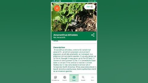 PlantSnap identifies a Mat Amaranth (Amaranthus blitoides)