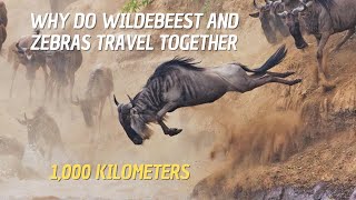 Why do Wildebeest and Zebra Migrate Together