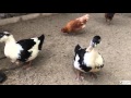 渋川動物公園（岡山） 動物ふれあい広場 の動画、YouTube動画。