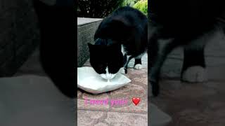 I Need Your Love | Cat Drinking Milk | Madilyn Bailey & Jake Coco | Relaxing video #shorts