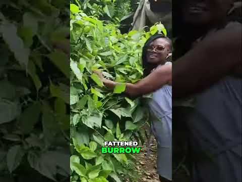 Serious (WildCrafted)  Iron-Rich Plant for Health 💪 #FattenBarrow