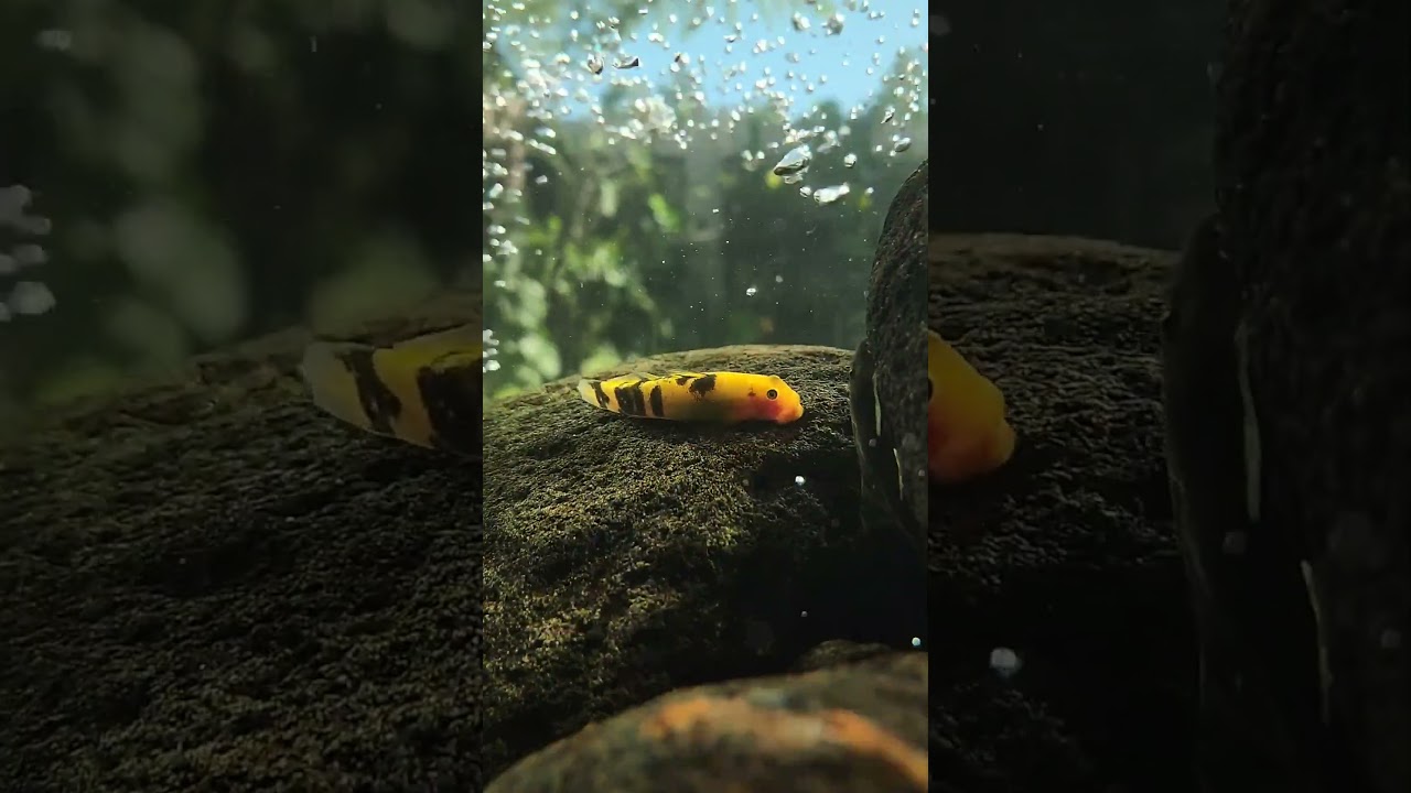 Sicyopterus Sp Eating 