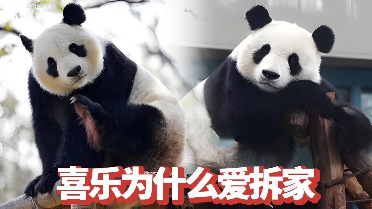原来喜乐拆家是冯奶爸惯出来的，熊猫饲养员对孩子的溺爱能有多离谱？ #喜乐 #熊猫 #国宝