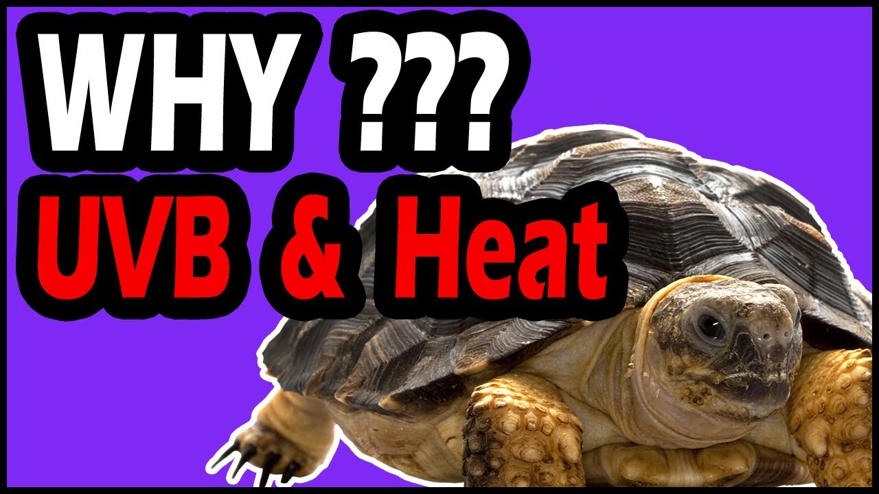 Why Turtles Need UVB & Heat Lamp ? (YOU SHOULD KNOW THIS) YouTube