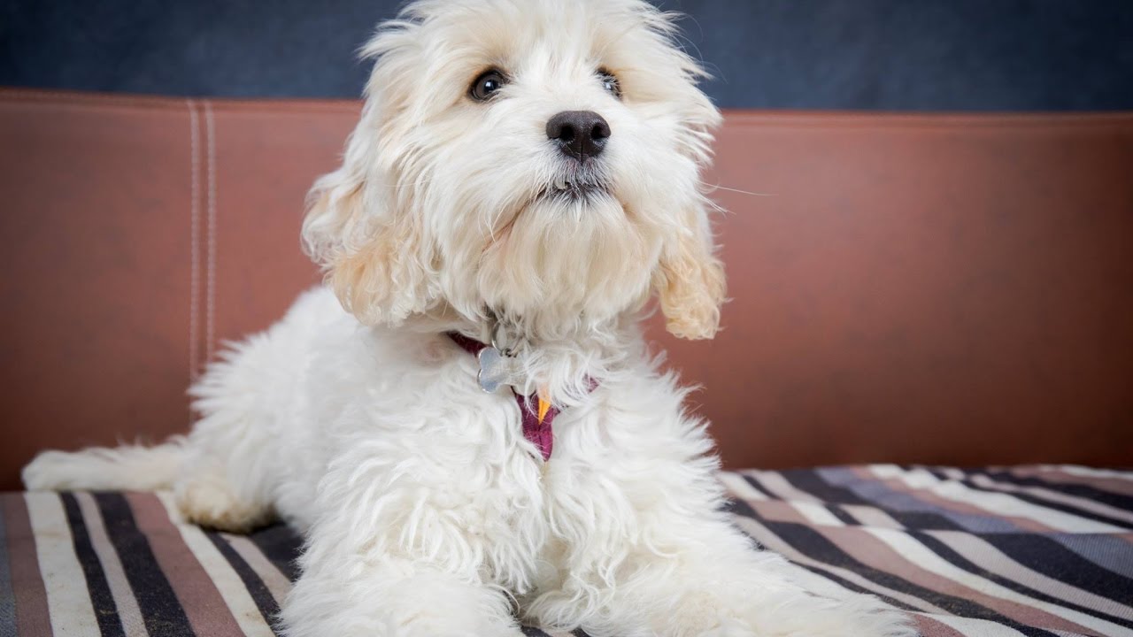 Bonnie - Cockapoo - 3 Weeks Residential Dog Training - YouTube