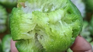 BIKANG JADUL TANPA TEPUNG TERIGU