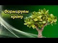 Формируем крону Денежного дерева! Обрезка и прищипка Красулы!