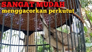 CARA CEPAT MENGGACORKAN PERKUTUT LOKAL kuat manggung