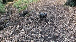 Blue Staffie Finds Tiny River In The Wood