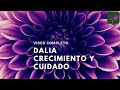 FLOR DE DALIA CRECIMIENTO COMPLETO