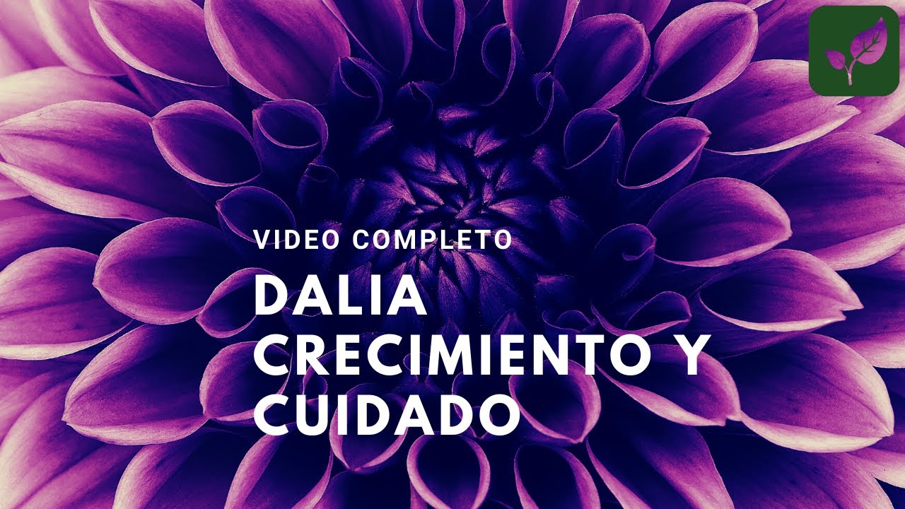 FLOR DE DALIA CRECIMIENTO COMPLETO