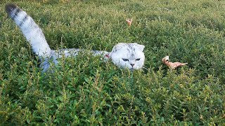 cute cat in the flowering shrubs did&#39;t want out  || record with my cat&#39;s life