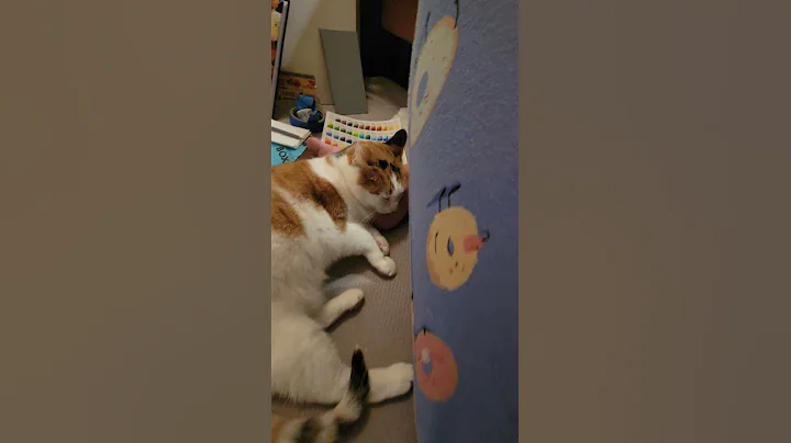 My cat decided to take a nap and rest her head on ...