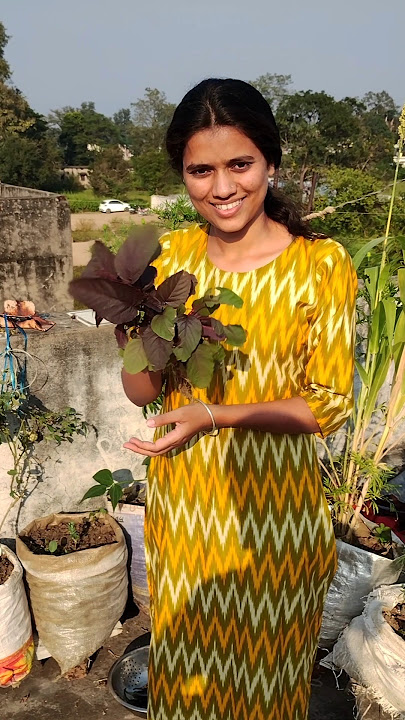 Download lagu Terrace Garden Day - 90 | Kitchen Garden | Transformation Video | Terrace Farming