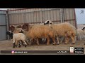شوهات سوريه وليد إنتاج 1480