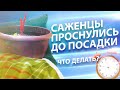 САЖЕНЦЫ ПРОСНУЛИСЬ ДО ПОСАДКИ. ЧТО ДЕЛАТЬ?