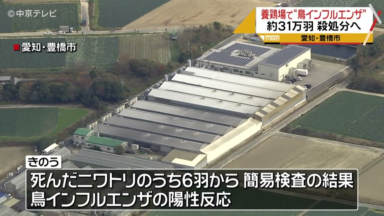 31万羽を殺処分へ 養鶏場で鳥インフルエンザ 県内では11年ぶり 愛知