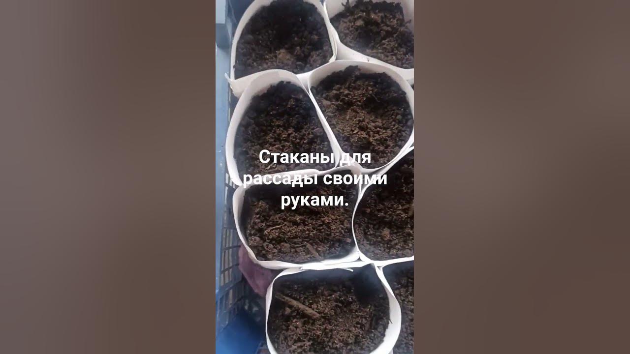 Самые дешёвые стаканы для рассады.#стаканыдлярассады#помидоры - YouTube
