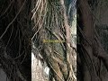 a tree with good roots #shortvideo #shorts #short #tree #treehouse #root #roots