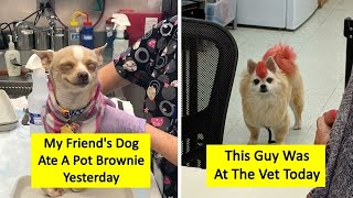 Adorable Reasons Why Being A Vet Pays Off