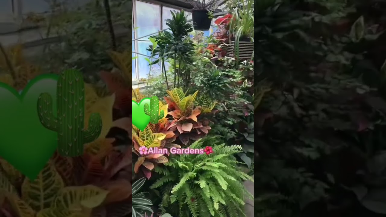 Allan Gardens | Toronto 🌺🌸