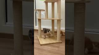 Коты, от которых ты будешь хохотать! #shorts#cat#funny