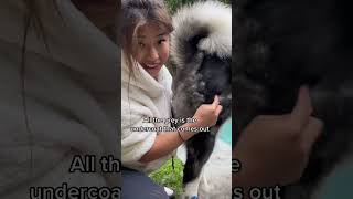 Akita Blow Out (Shedding Season)