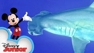 Disney Animals: In The Funhouse Sharks 🦈 | Compilation | Mickey Mouse Funhouse | @disneyjunior​