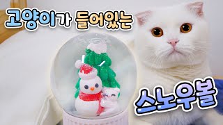 How Cats Spend the Winter (ENG SUB)