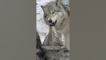 Are Those Really Dire Wolves? #shorts #direwolf #direwolves #geneticengineering #crispr
